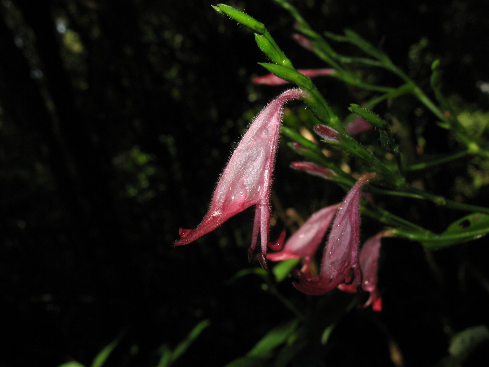 Hypoestes comorensis — houseplant care guide