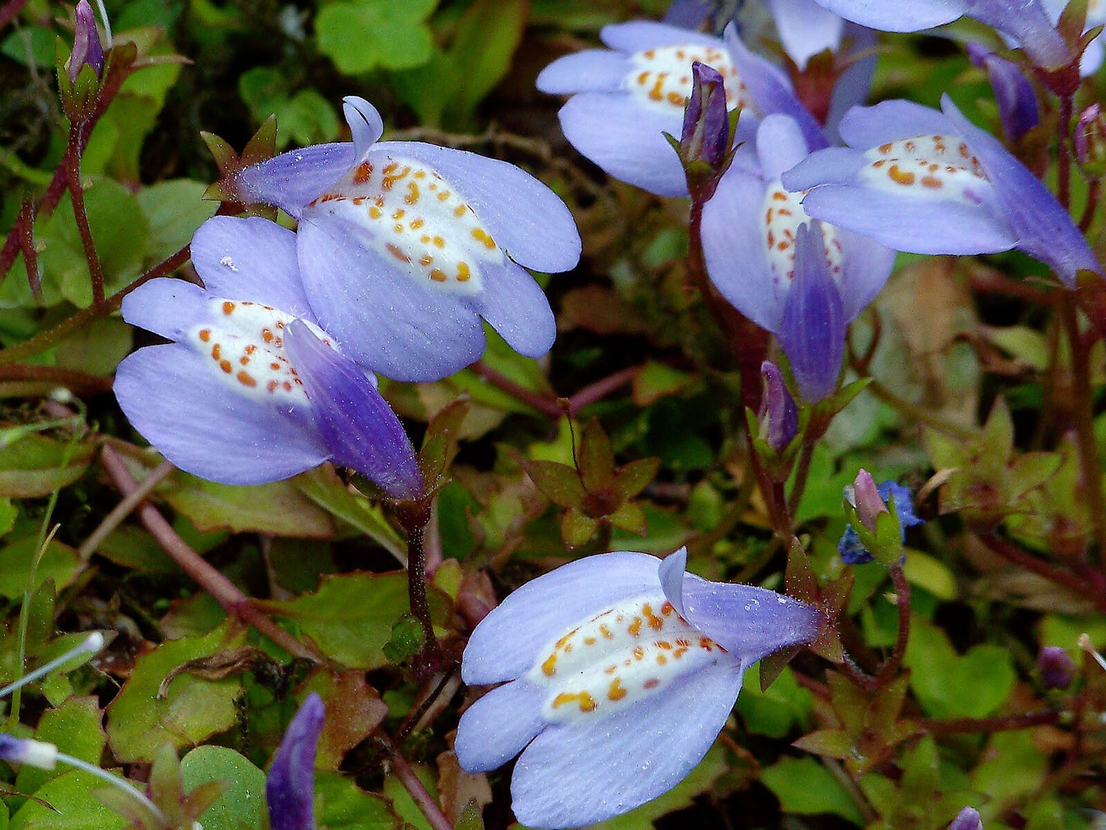 Mazus miquelii flower