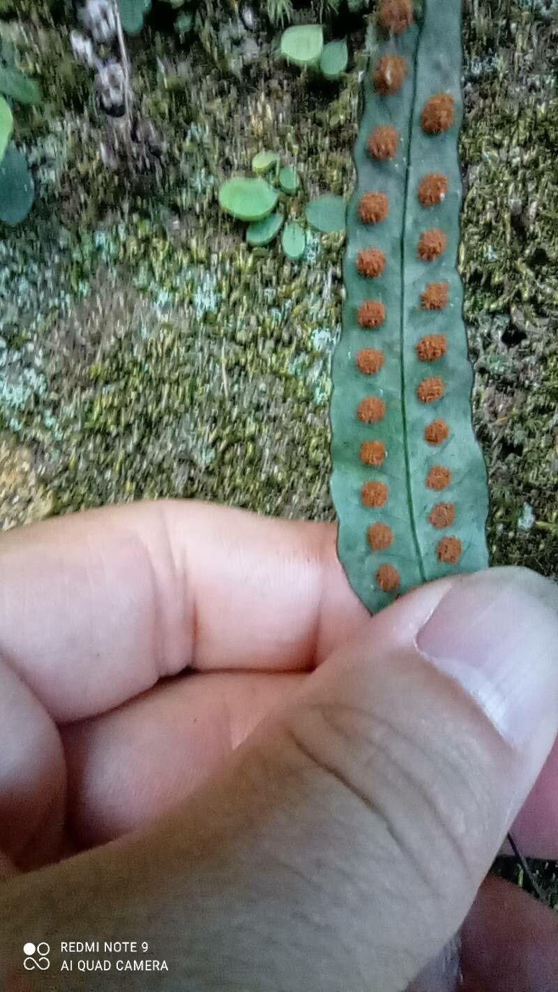 Selliguea hastata flower