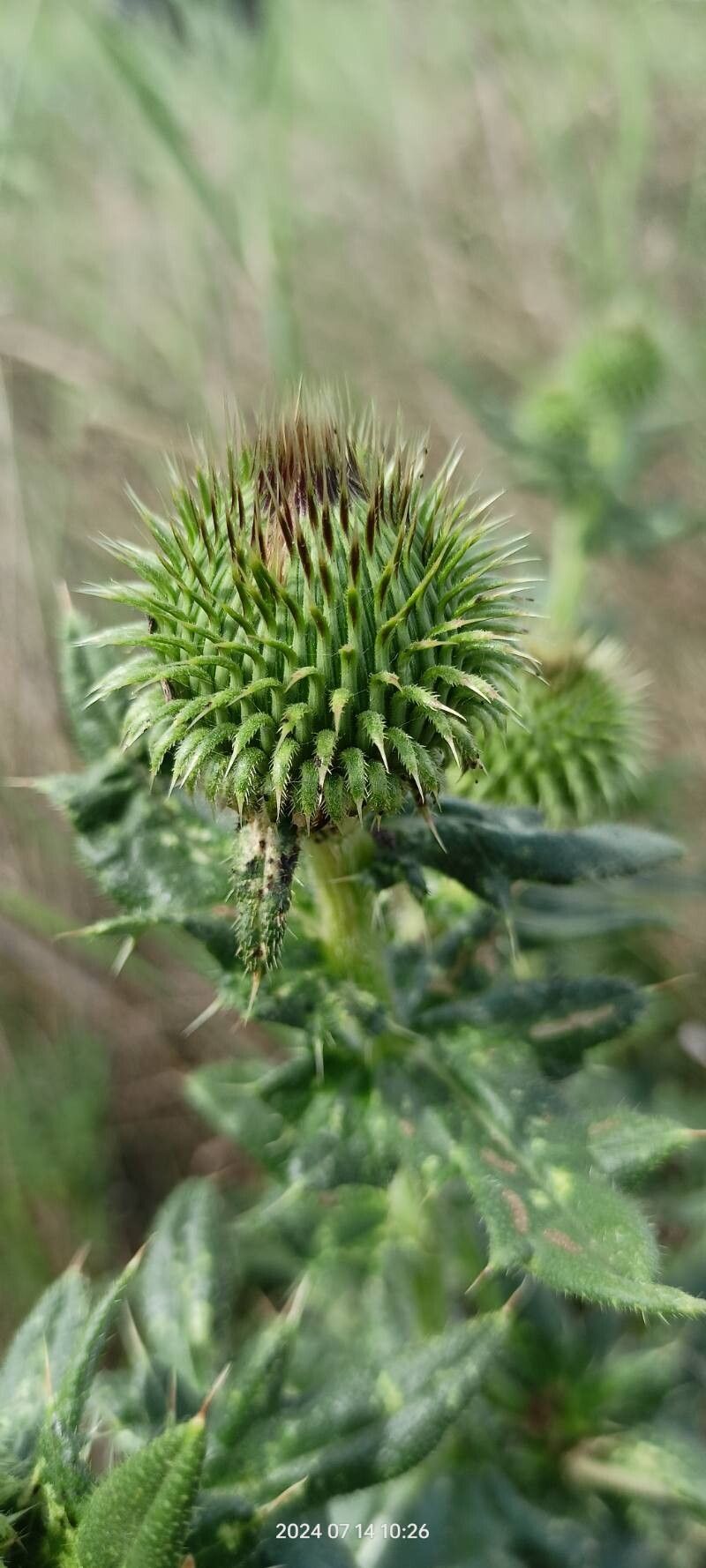 Cirsium serrulatum flower