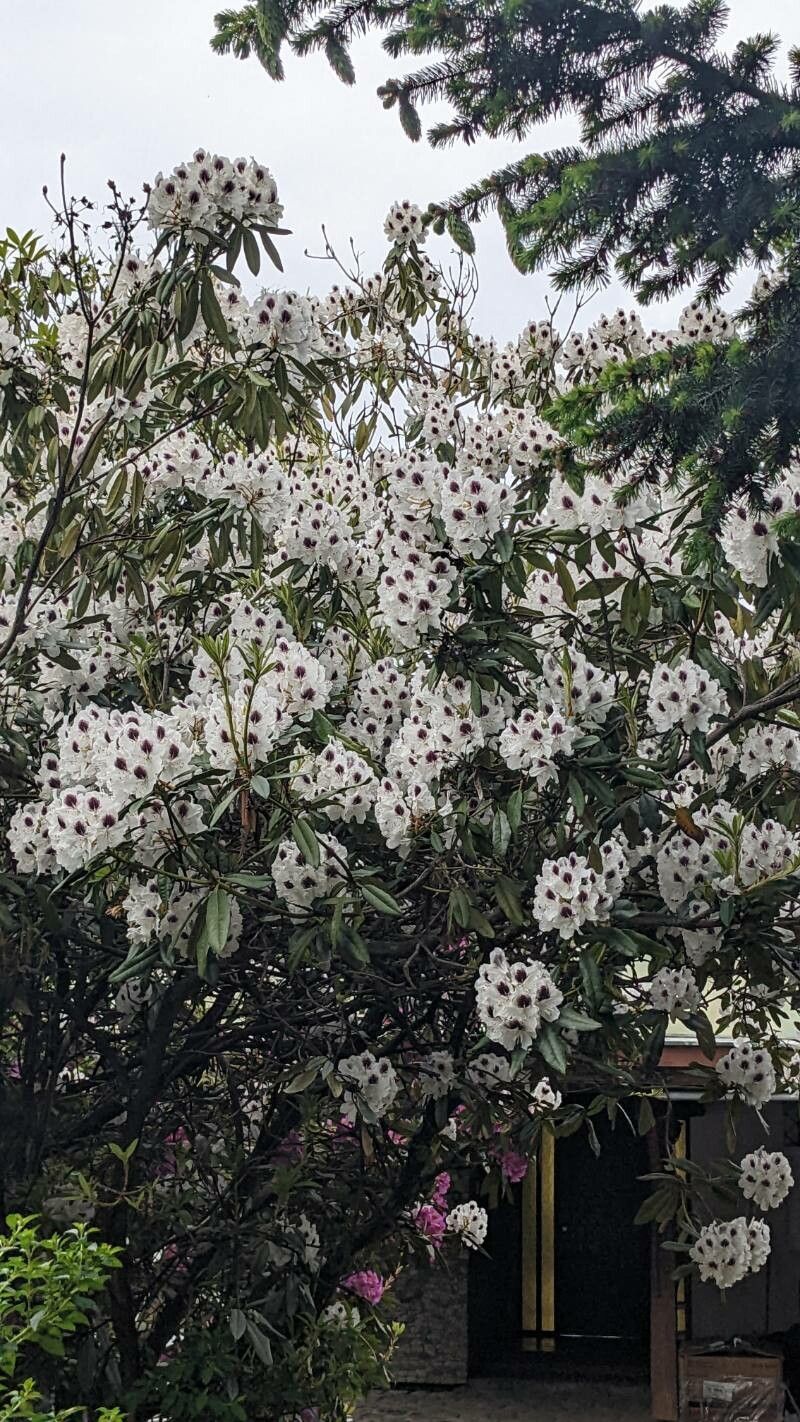 Rhododendron crinigerum — houseplant care guide