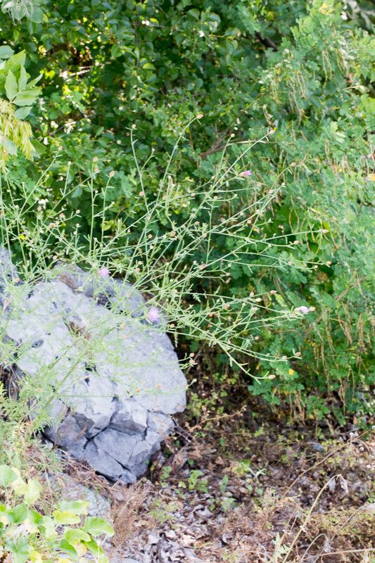 Centaurea kartschiana habit