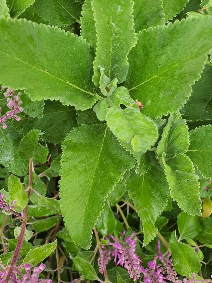 Teucrium betonicum — search result for 'Teucrium'