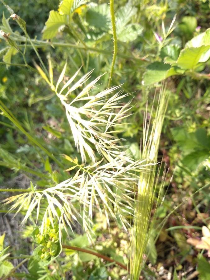 Vulpia ligustica leaf