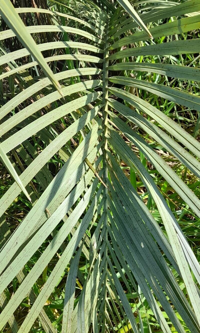 Butia paraguayensis — search result for 'Butia'