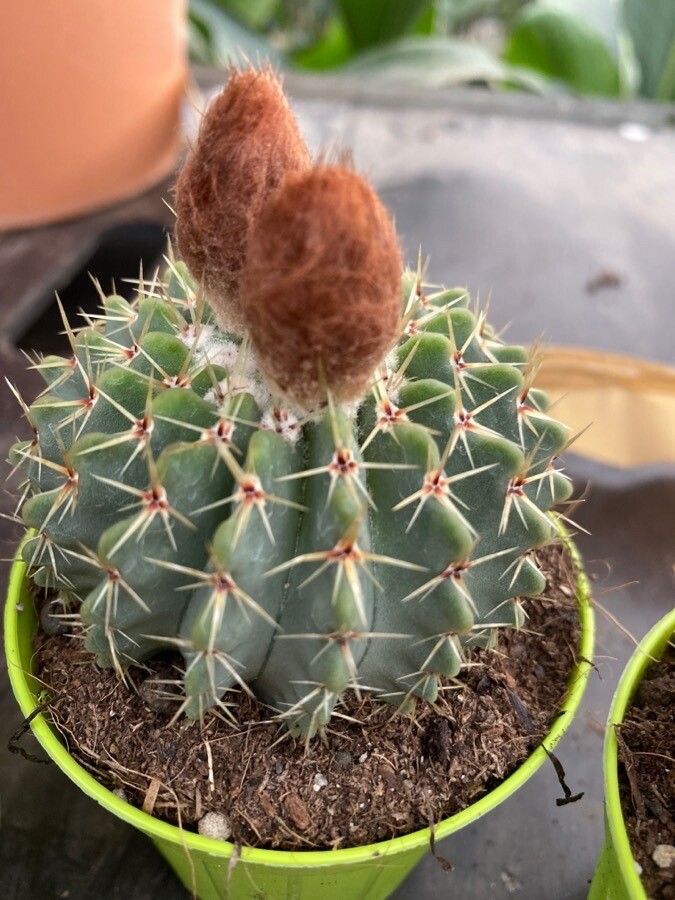 Parodia buiningii leaf
