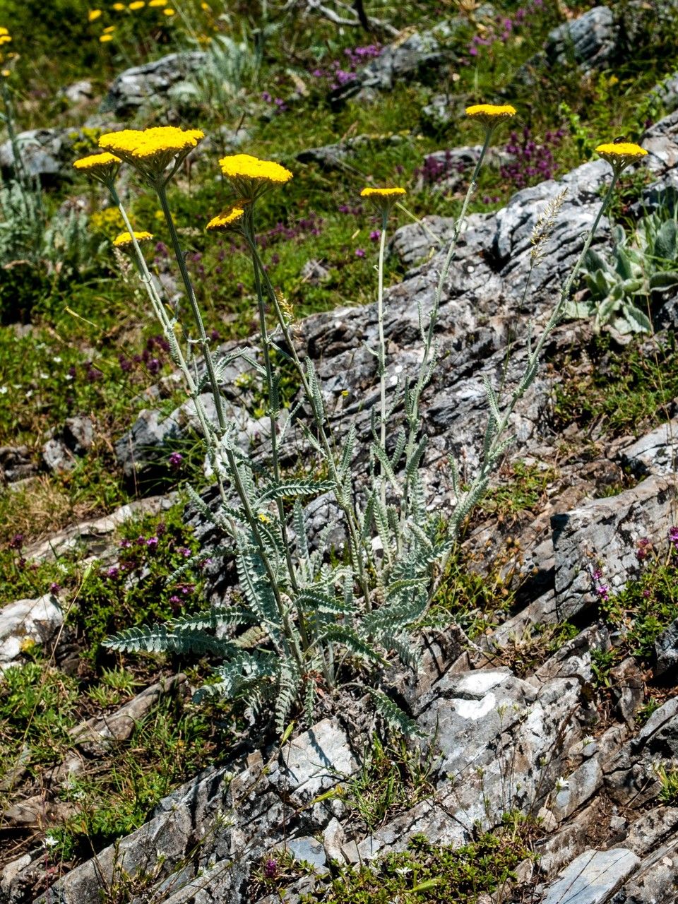Achillea coarctata habit