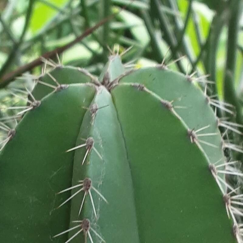 Isolatocereus dumortieri flower