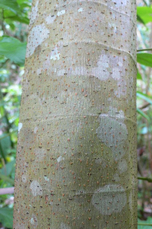 Cecropia obtusa bark