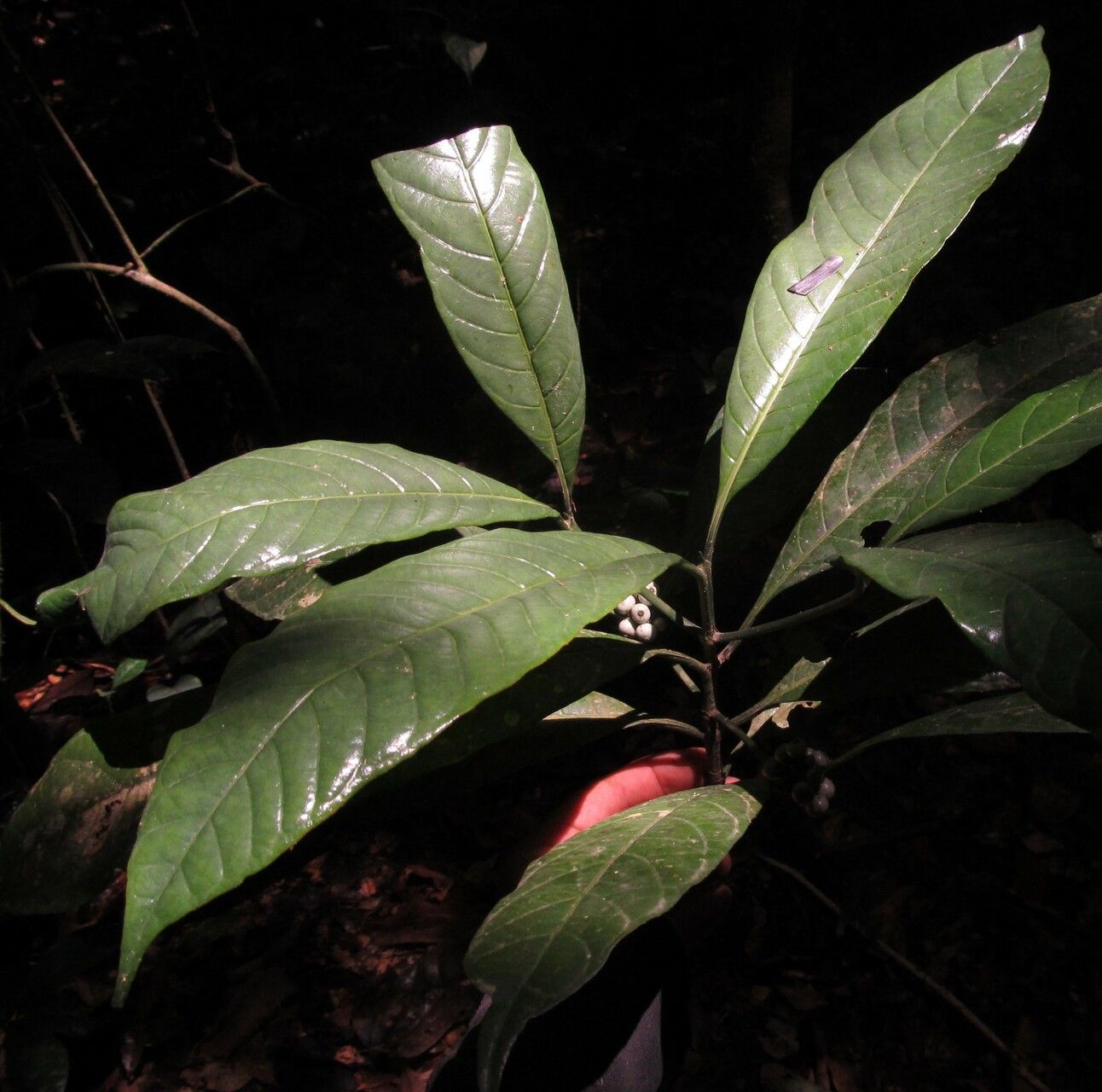 Pavetta camerounensis — houseplant care guide