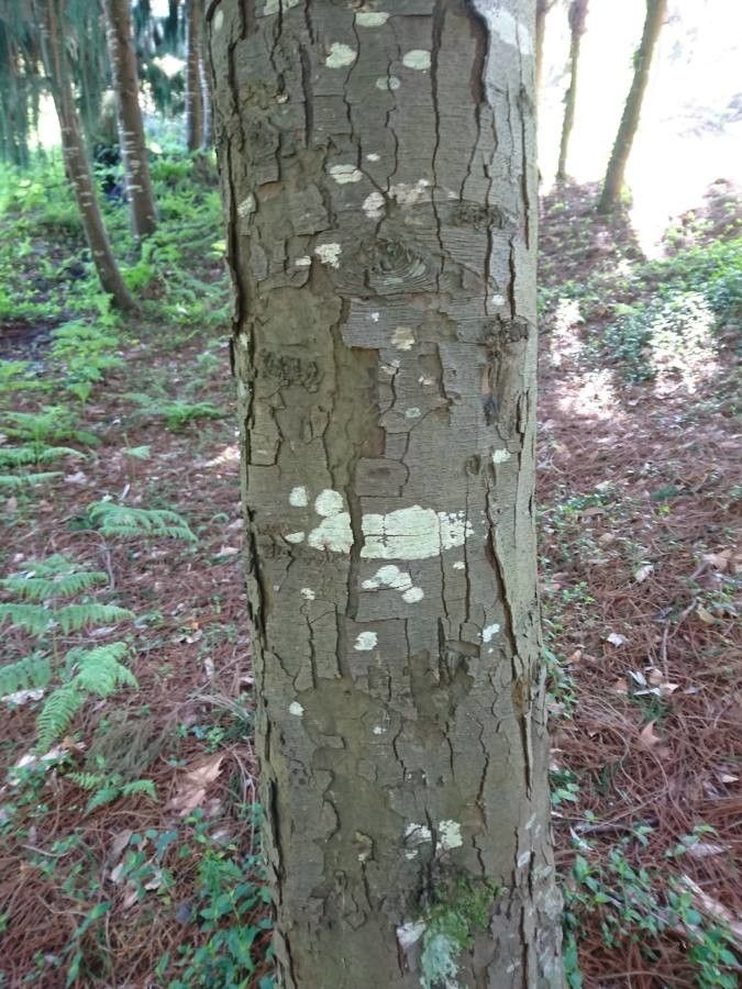 Dacrydium cupressinum bark