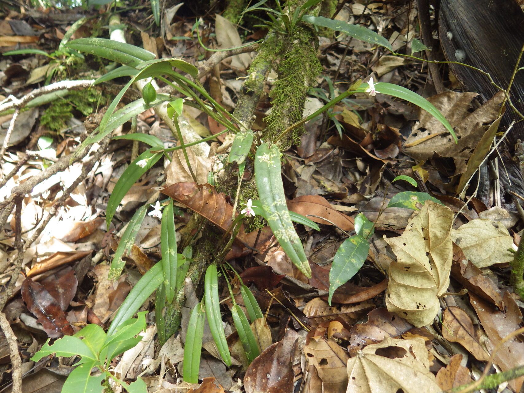 Dendrobium arfakense habit