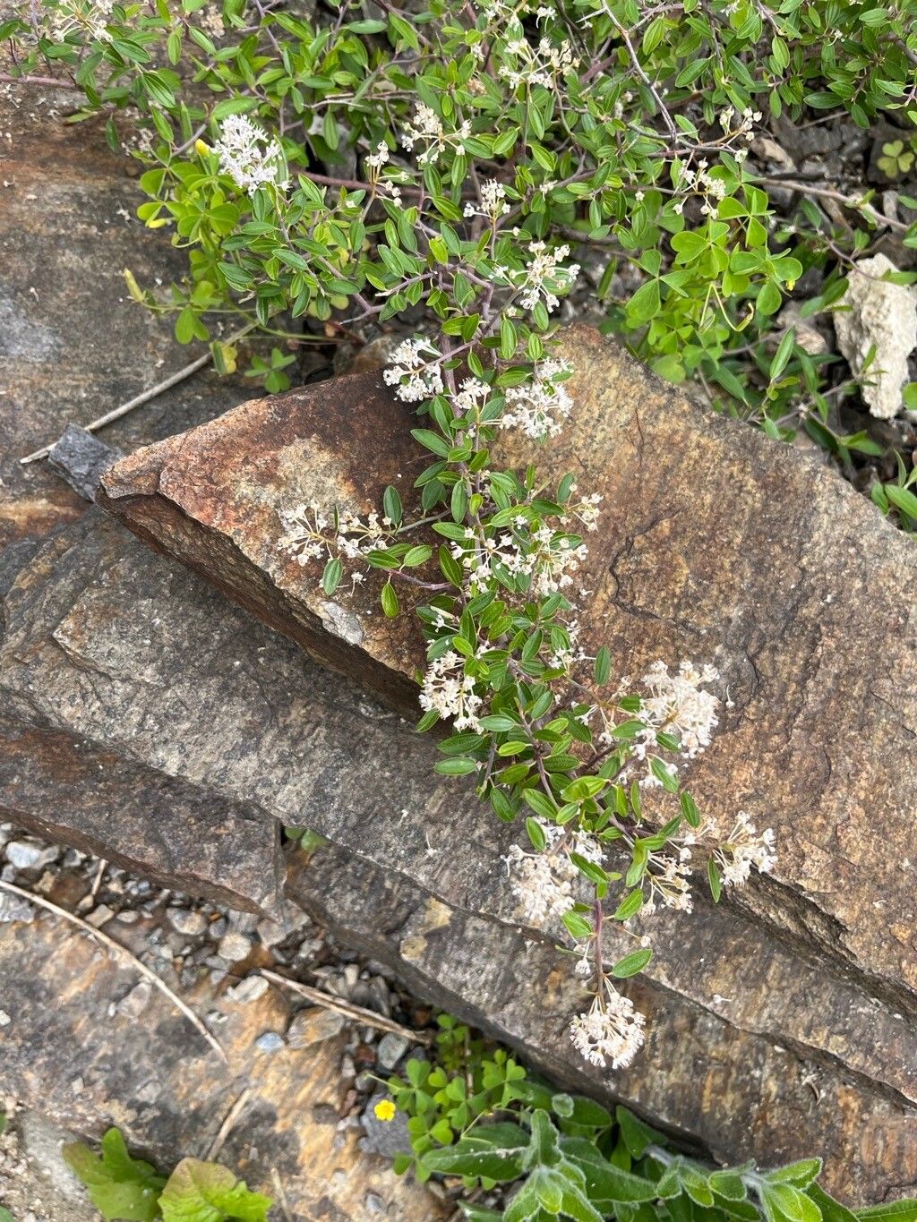Ceanothus fendleri habit