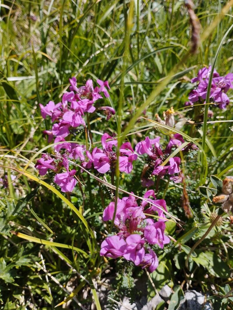 Pedicularis rostratocapitata flower