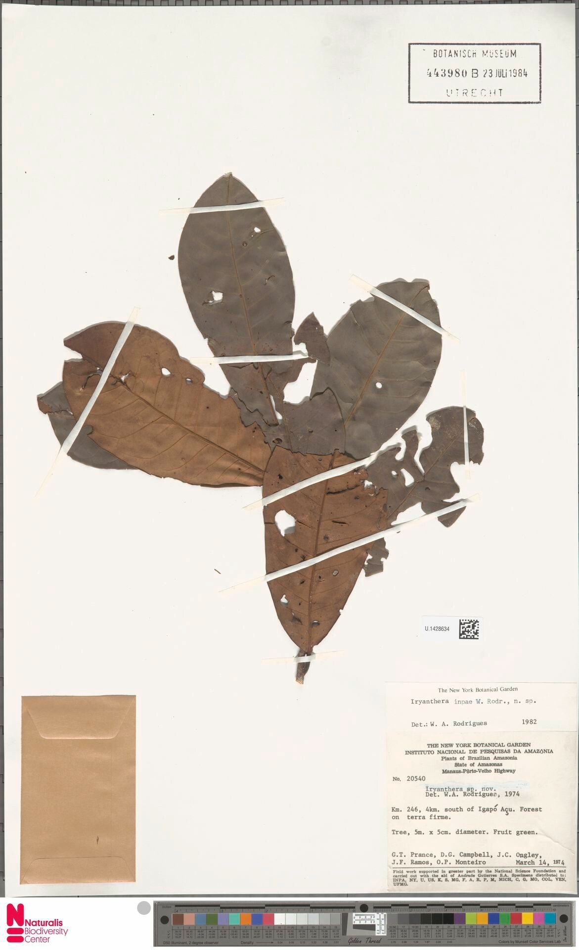 Iryanthera inpae — houseplant care guide