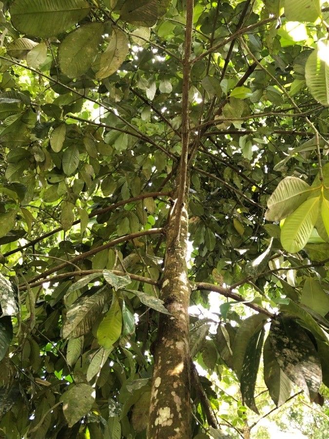 Garcinia × mangostana bark