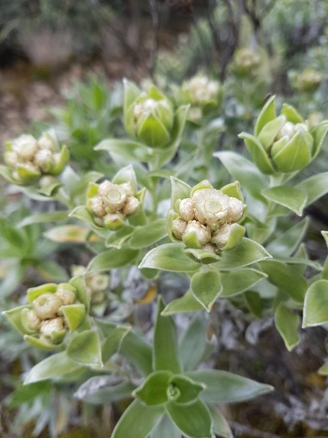 Helichrysum arnicoides flower