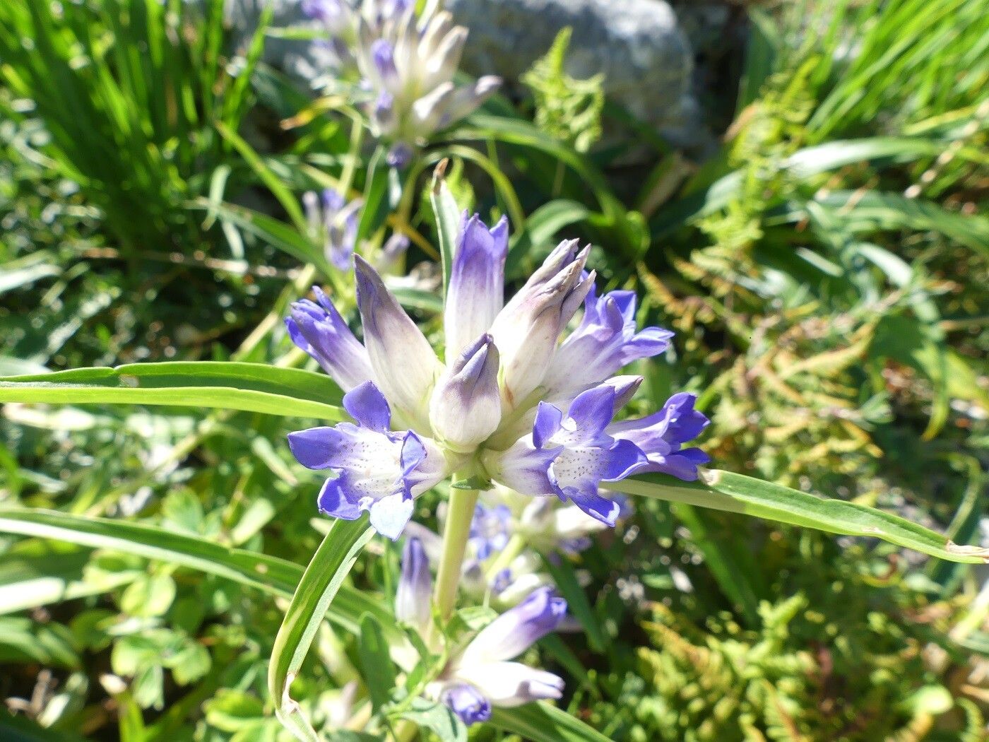 Gentiana dahurica flower
