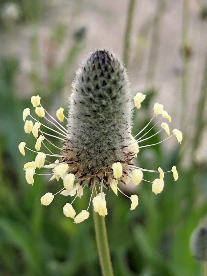 Plantago lagopus flower