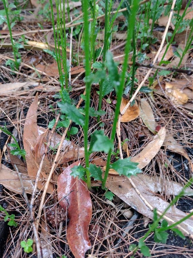 Lobelia dentata — houseplant care guide