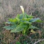 Zantedeschia aethiopica