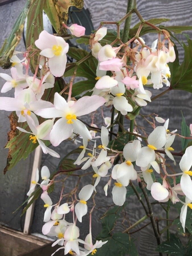Begonia platanifolia flower