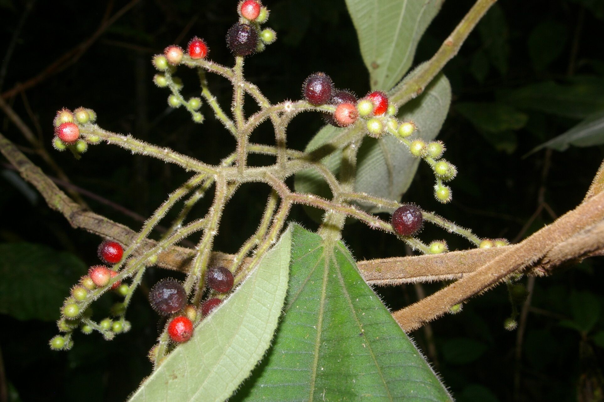 Leandra mexicana fruit