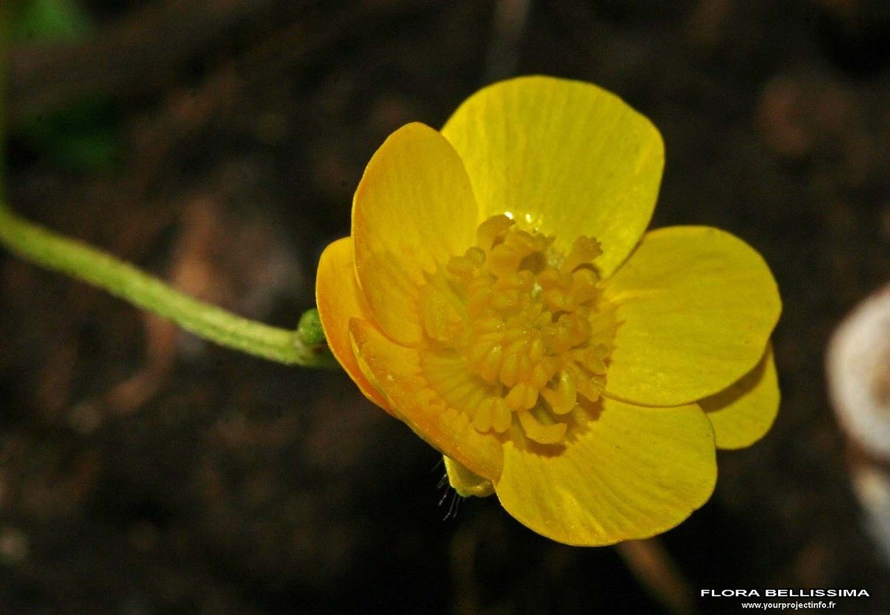Ranunculus serpens flower