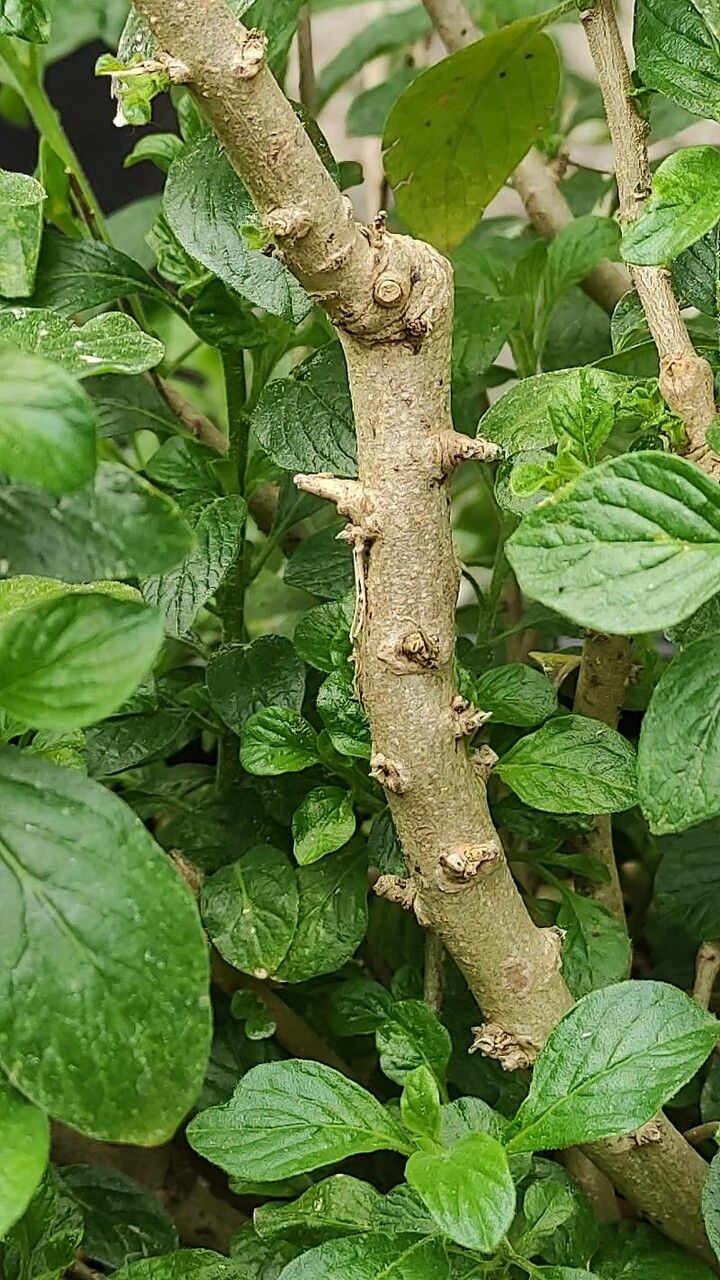 Streptosolen jamesonii bark