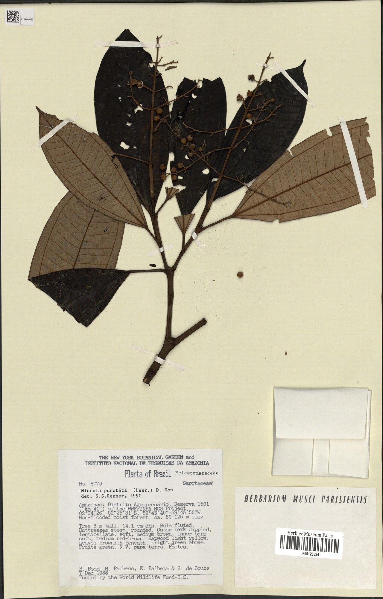 Miconia cowanii fruit