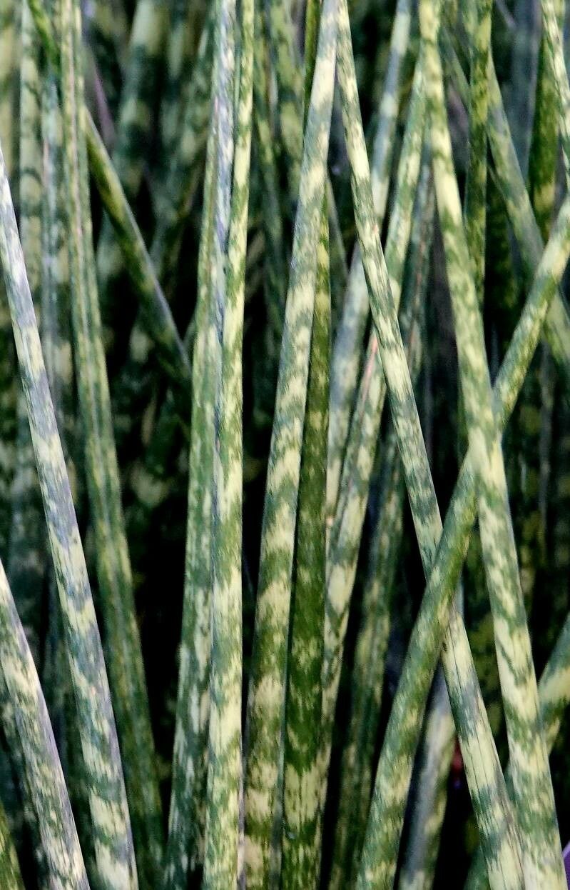 Dracaena bacularis leaf