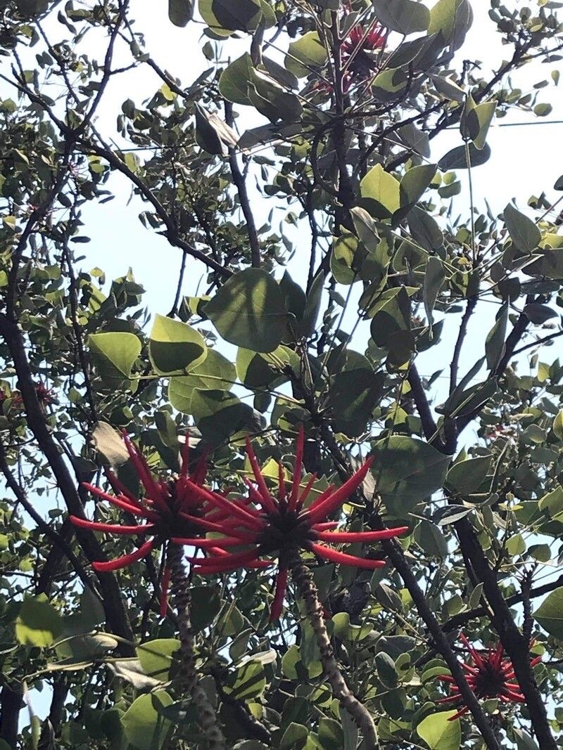 Erythrina coralloides flower