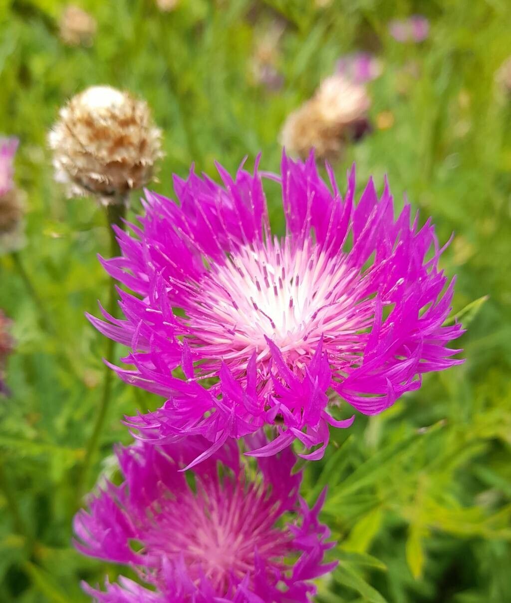 Psephellus transcaucasicus flower