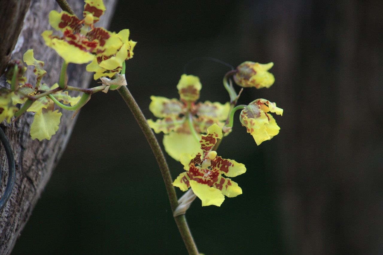 Oncidium sphacelatum flower