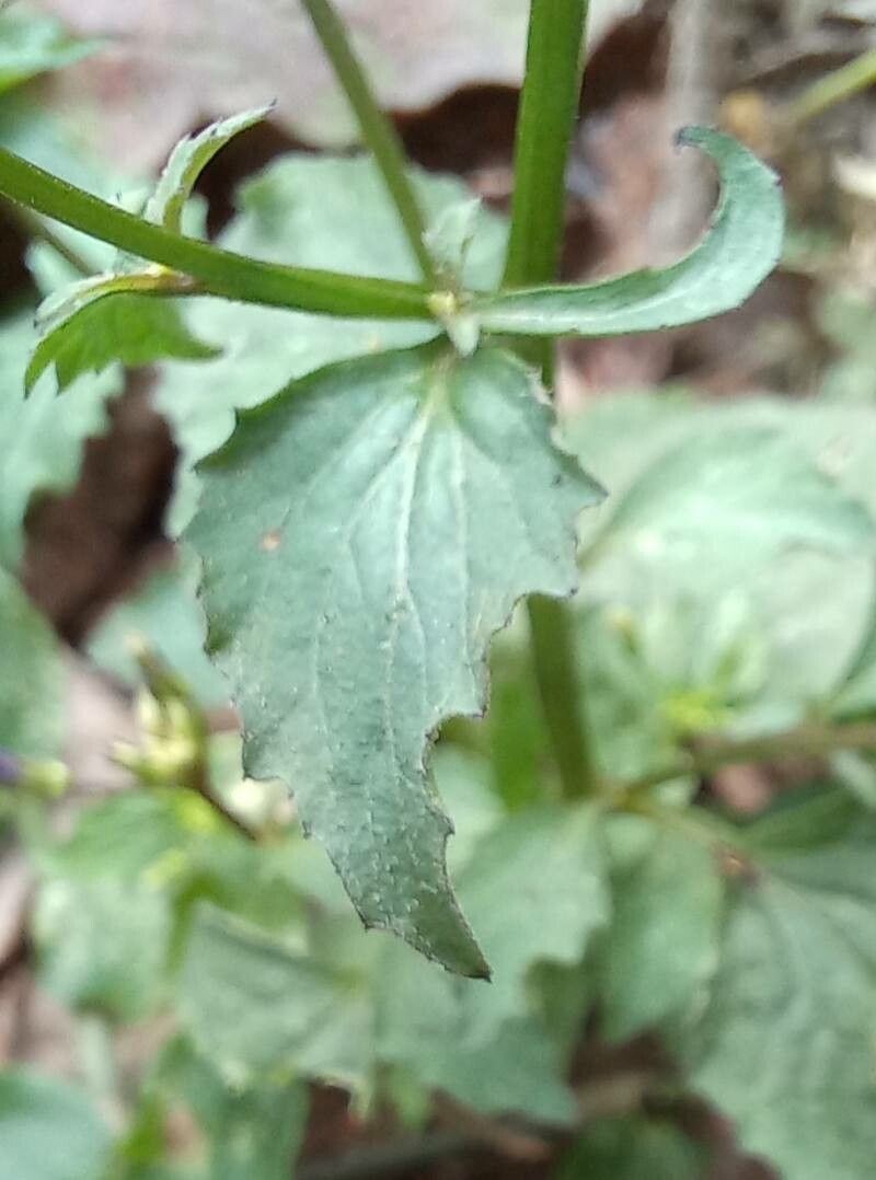 Lobelia xalapensis — search result for 'Lobelia'