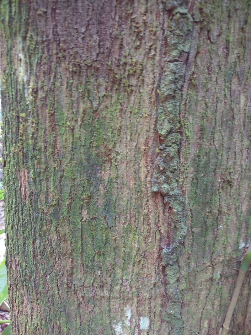 Thyrsodium puberulum bark