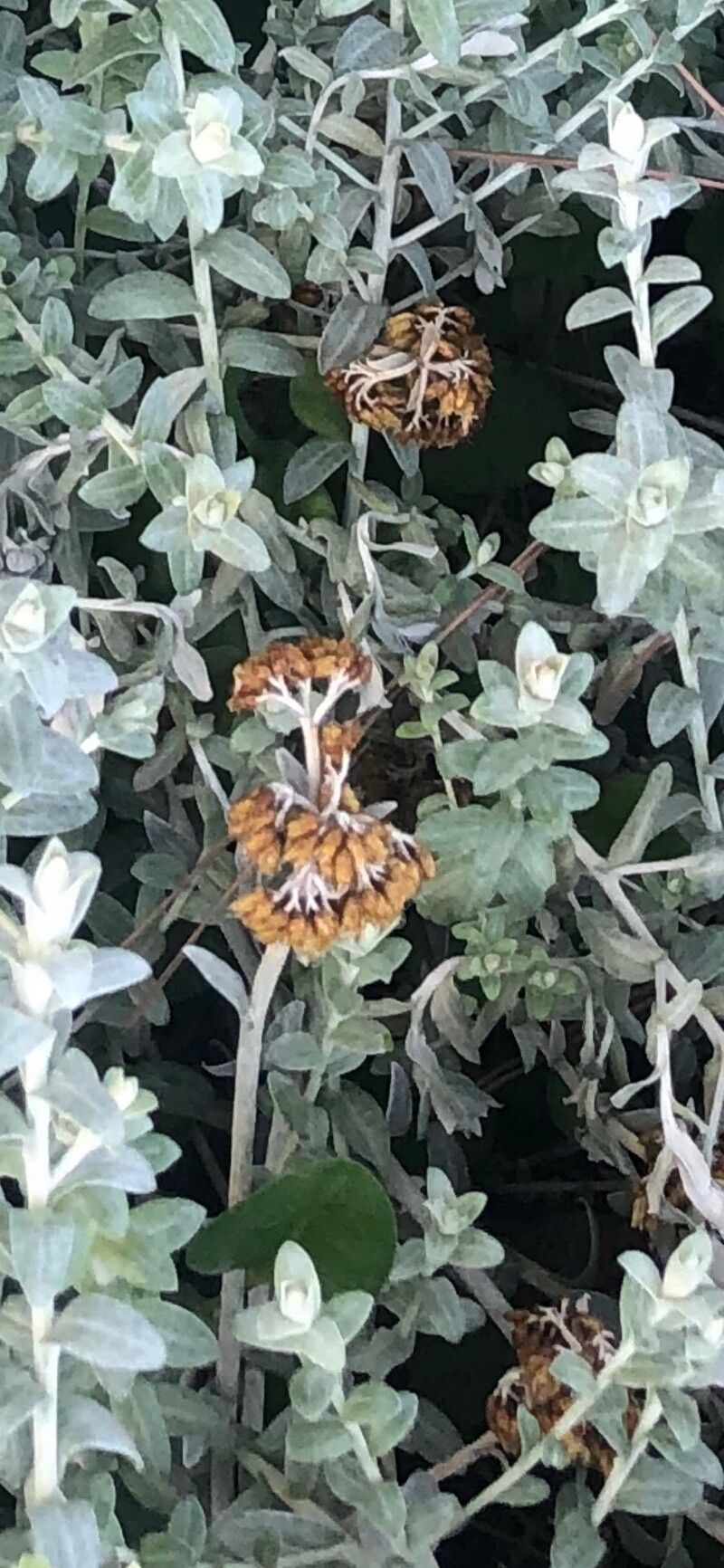 Helichrysum argyrophyllum fruit