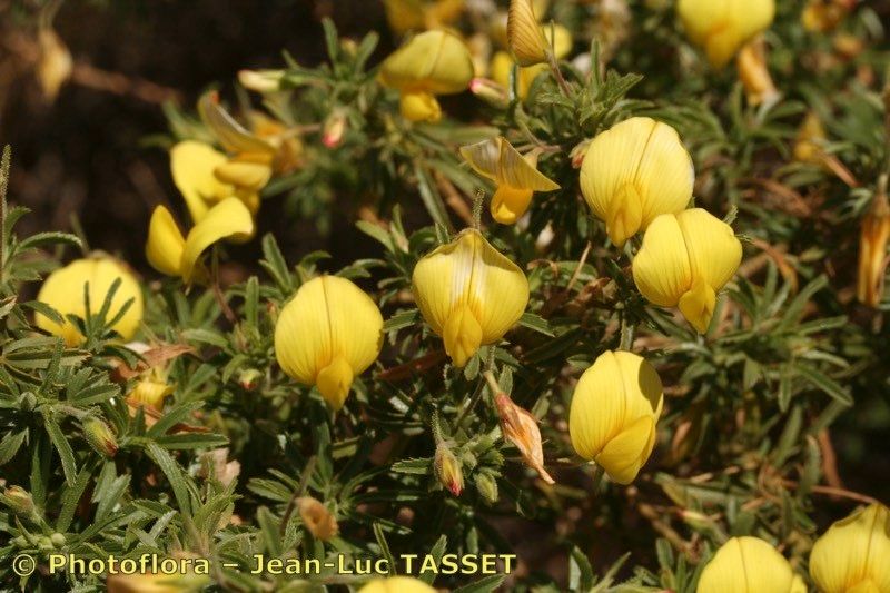 Ononis angustissima flower