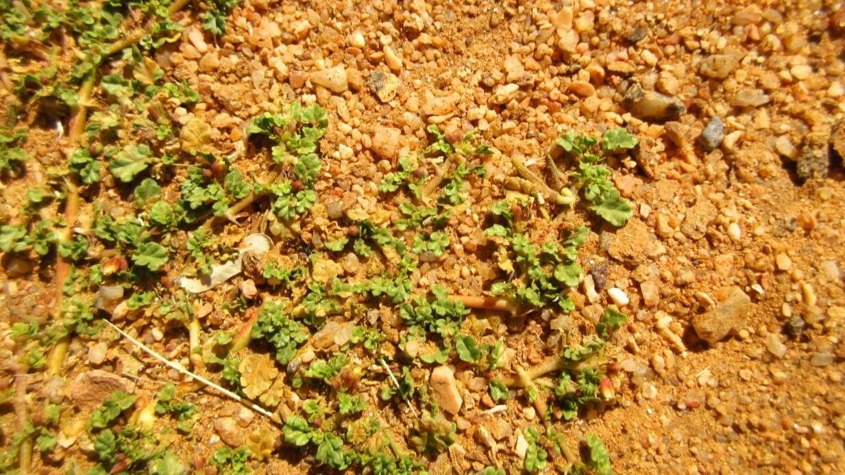 Corchorus depressus — related species from the same genus