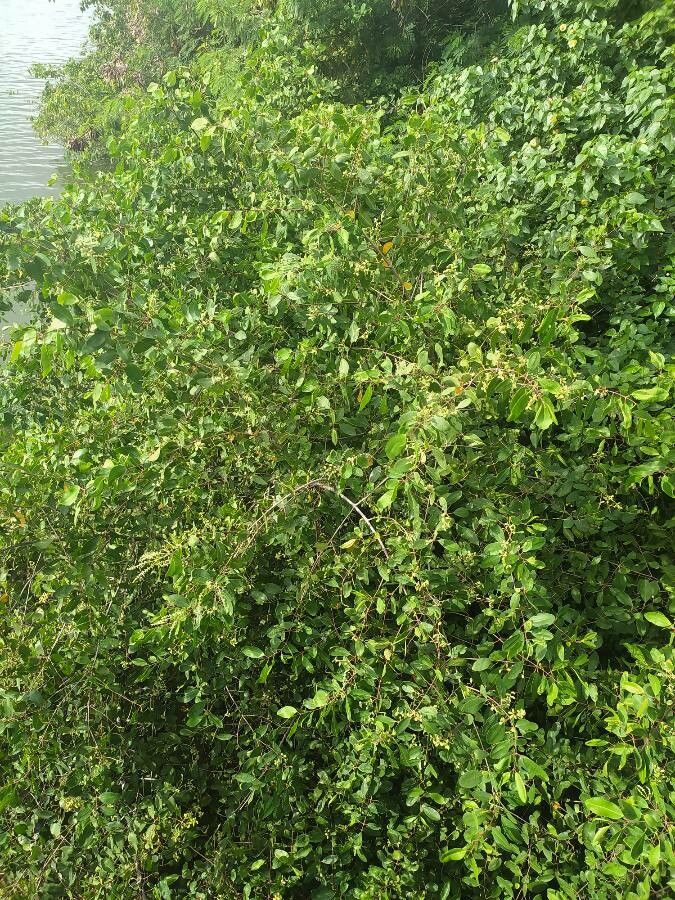 Ziziphus mucronata — search result for 'Rhamnaceae'
