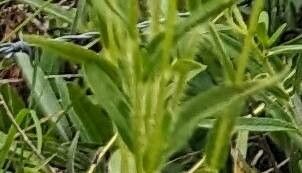 Rudbeckia missouriensis leaf