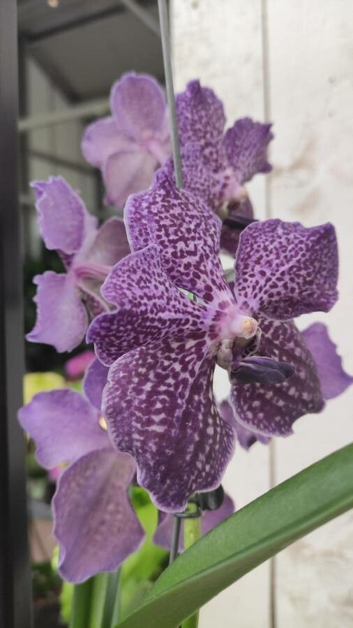 Vanda coerulescens flower