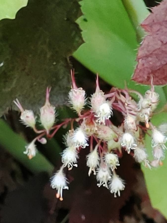 Heuchera rubescens flower