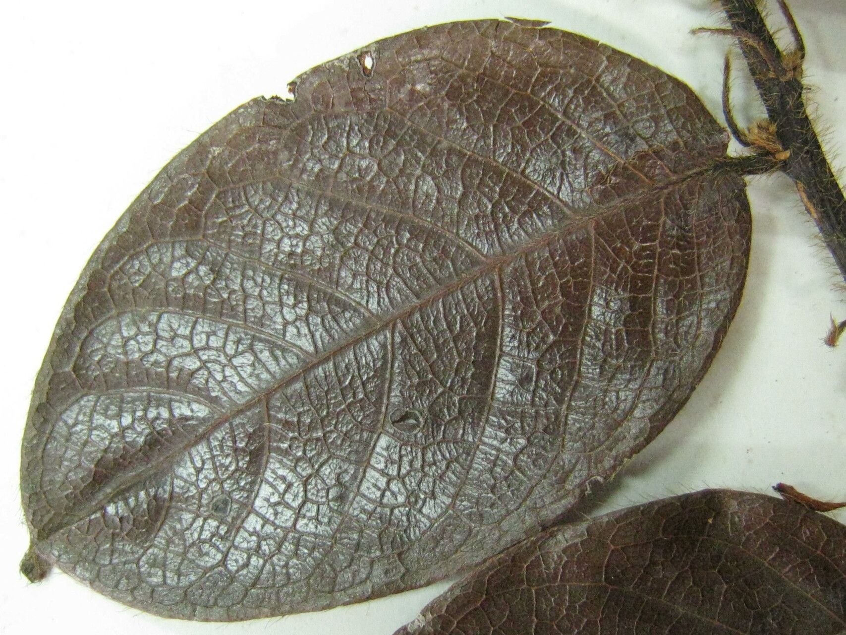 Hirtella paniculata other