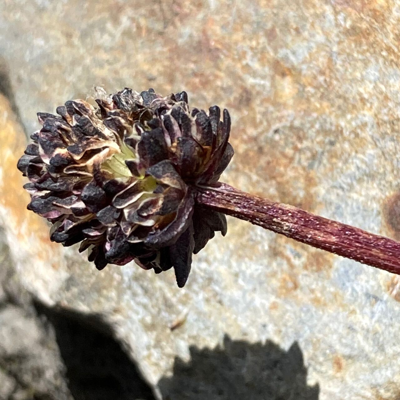 Valeriana globularis flower