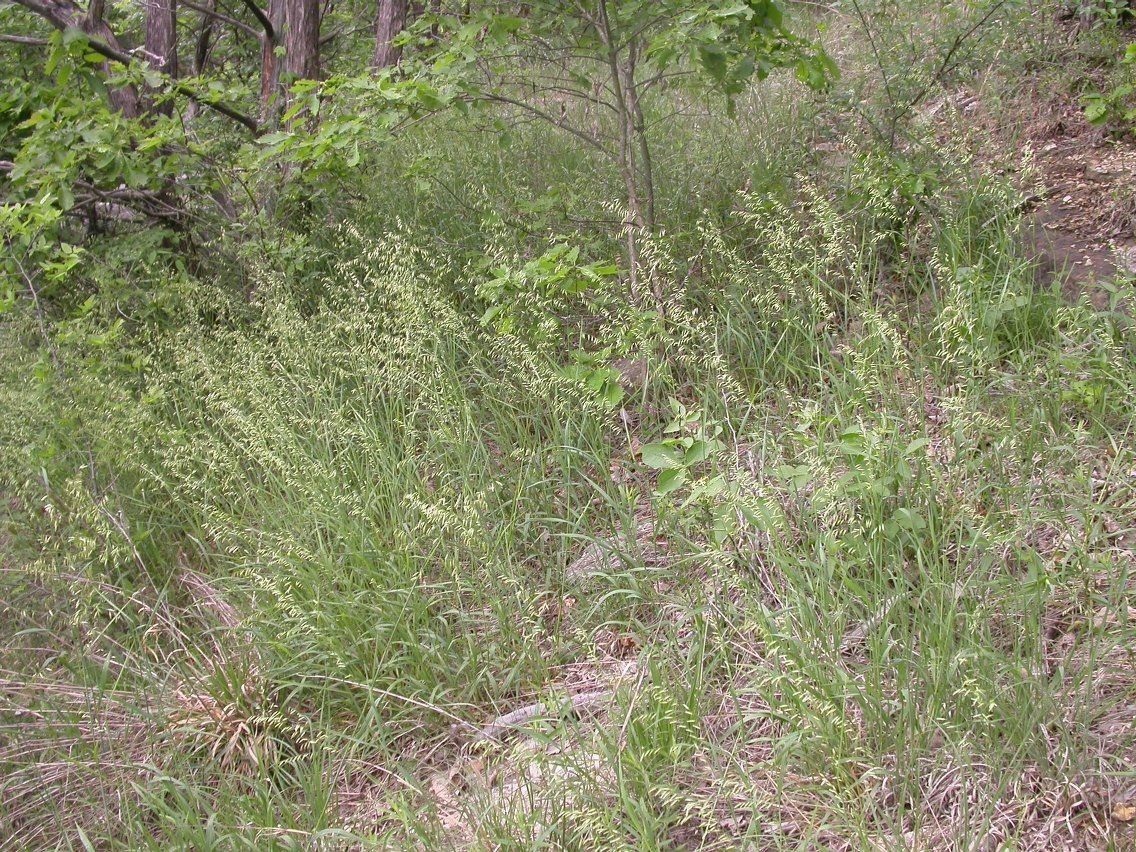 Melica nitens — houseplant care guide