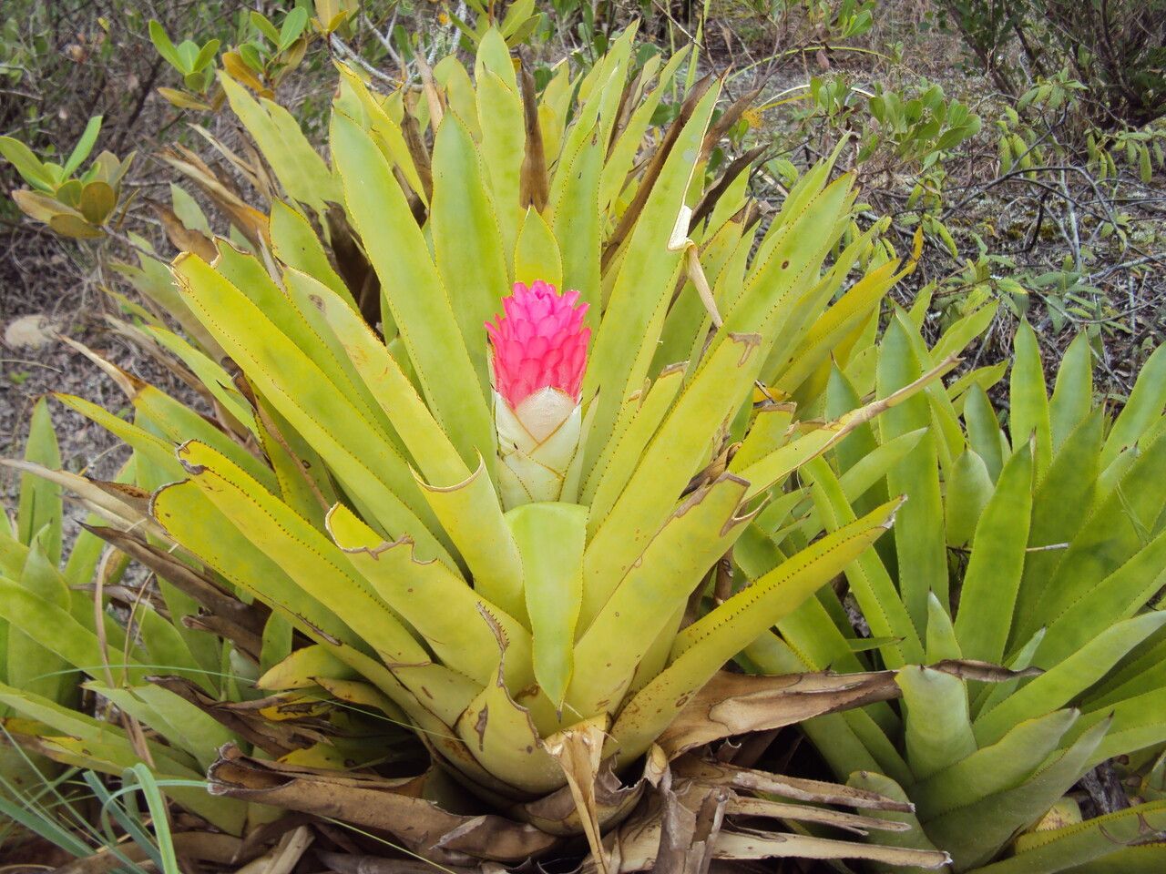 Quesnelia arvensis habit