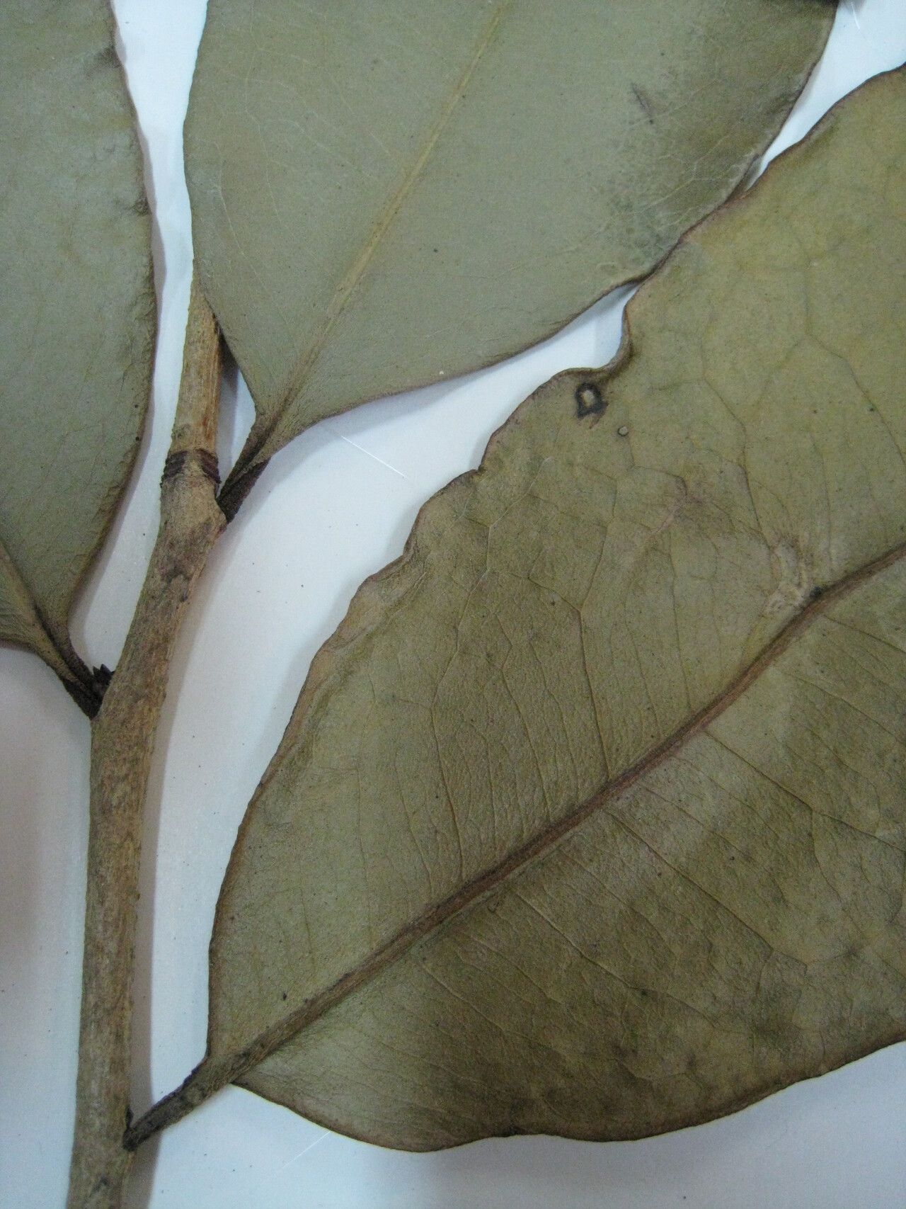 Cinnamodendron tenuifolium other