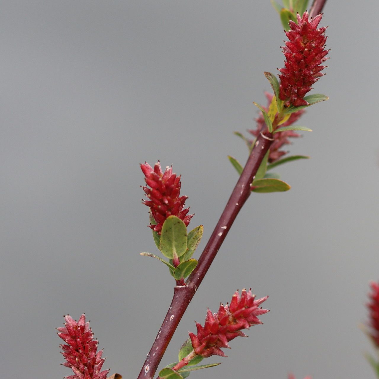 Salix caesia flower