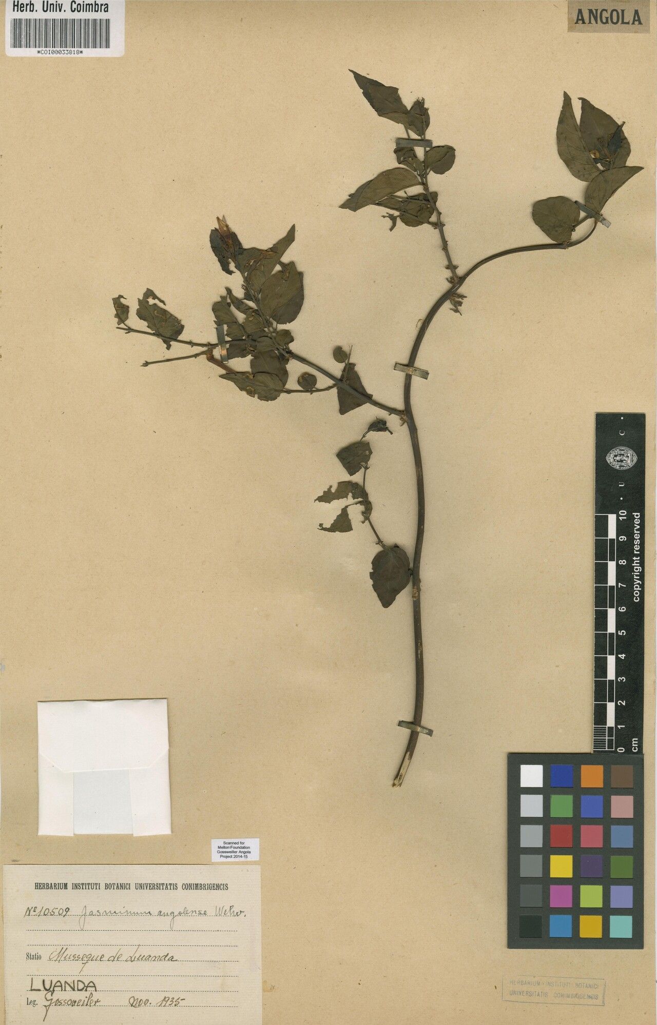 Jasminum angolense